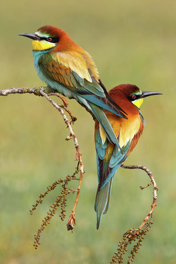 Bird Photograph - Bee-eaters In Love by Mario Su?rez