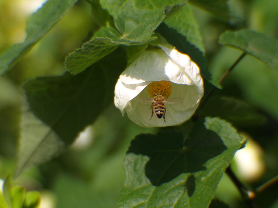 Bee Enjoying a Flower Photograph by Jo Jurkiewicz