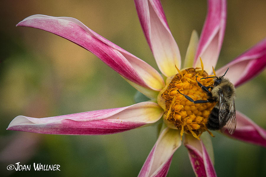 Bee Enjoying a Willie Willie Dahlia Photograph by Joan Wallner