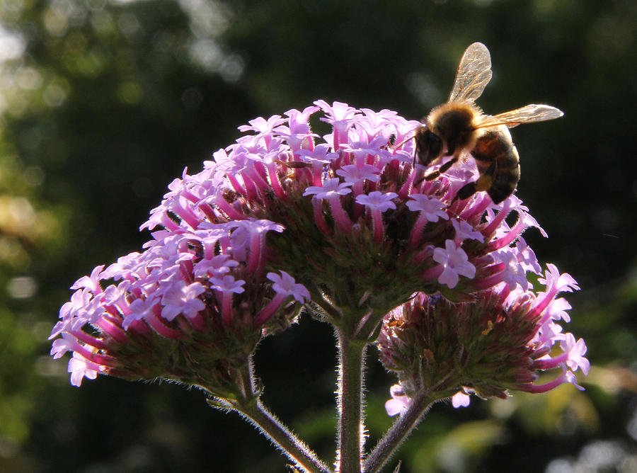 Bee Feasting Photograph by John Topman