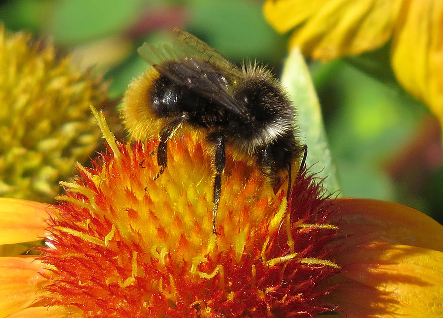 Bee Feeding Photograph by John Topman