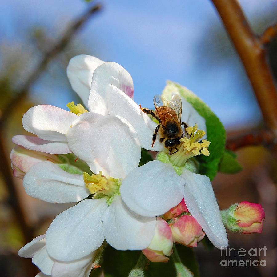 Bee Feeding on Nector Photograph by Debra Thompson