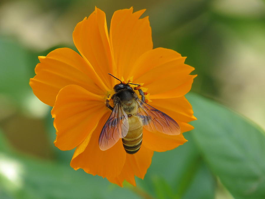 Bee-flower Photograph