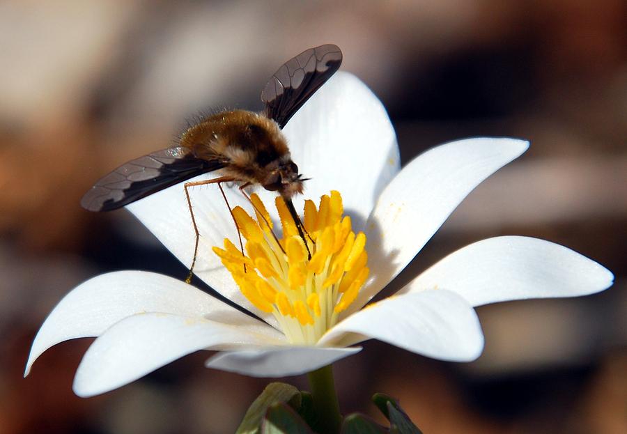Bee Fly and Bloodroot Photograph by Cascade Colors