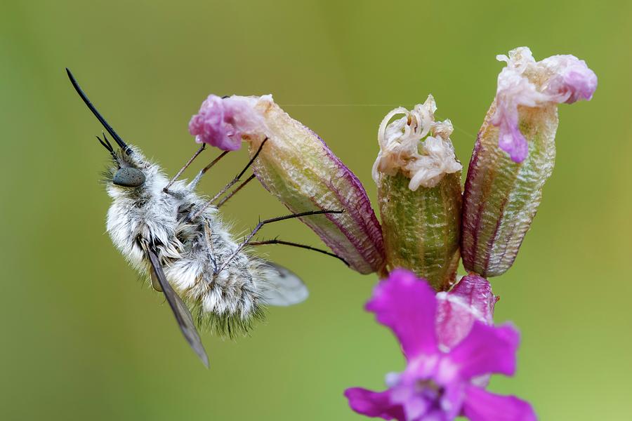 Bee Fly Photograph by Heath Mcdonald