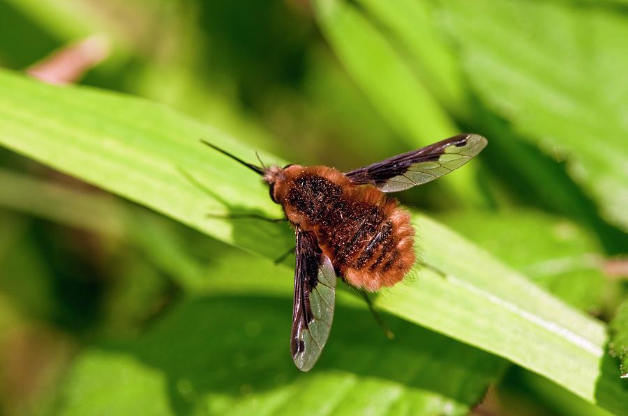 Bee Fly Resting On A Leaf Photograph by Dr. John Brackenbury/science Photo Library