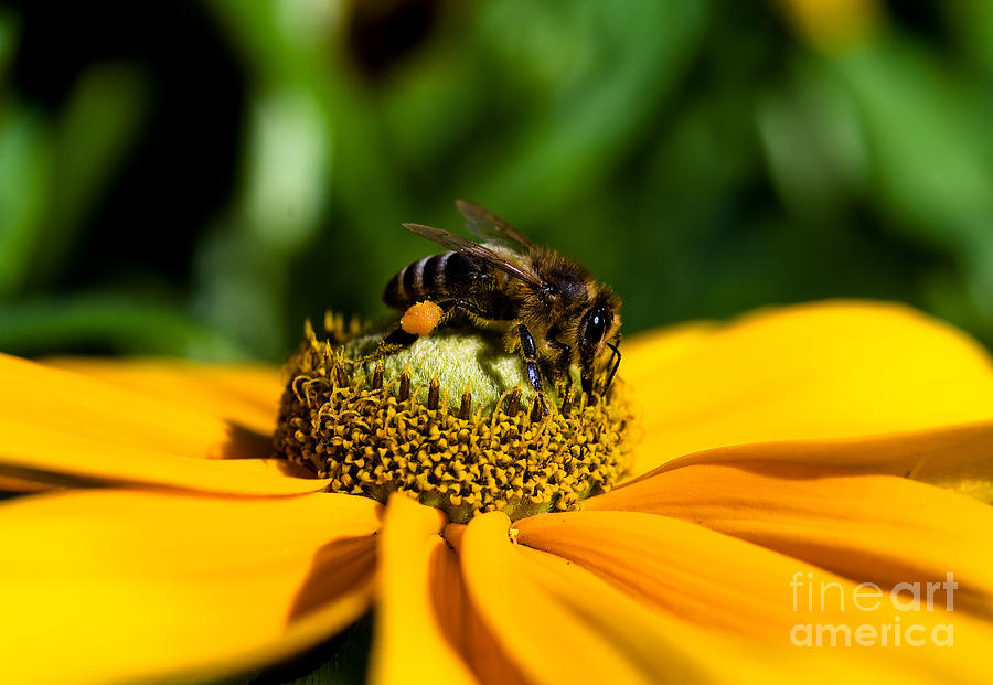 Bees Photograph - Bee Gathering Nectar by Terry Elniski Bees Photograph - Bee Gathering Nectar by Terry Elniski