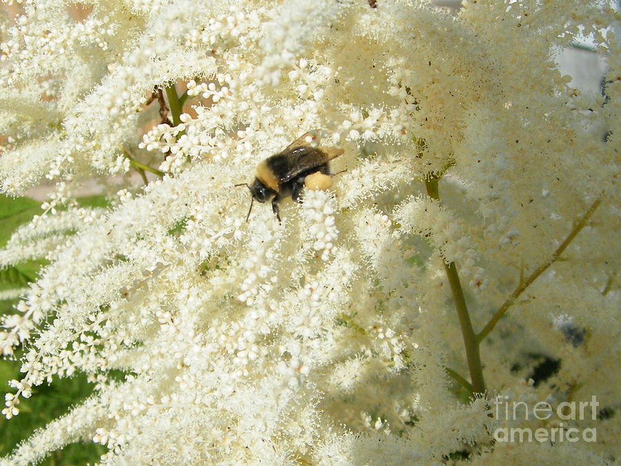 Bee Gathering Pollen Photograph by Ann E Robson