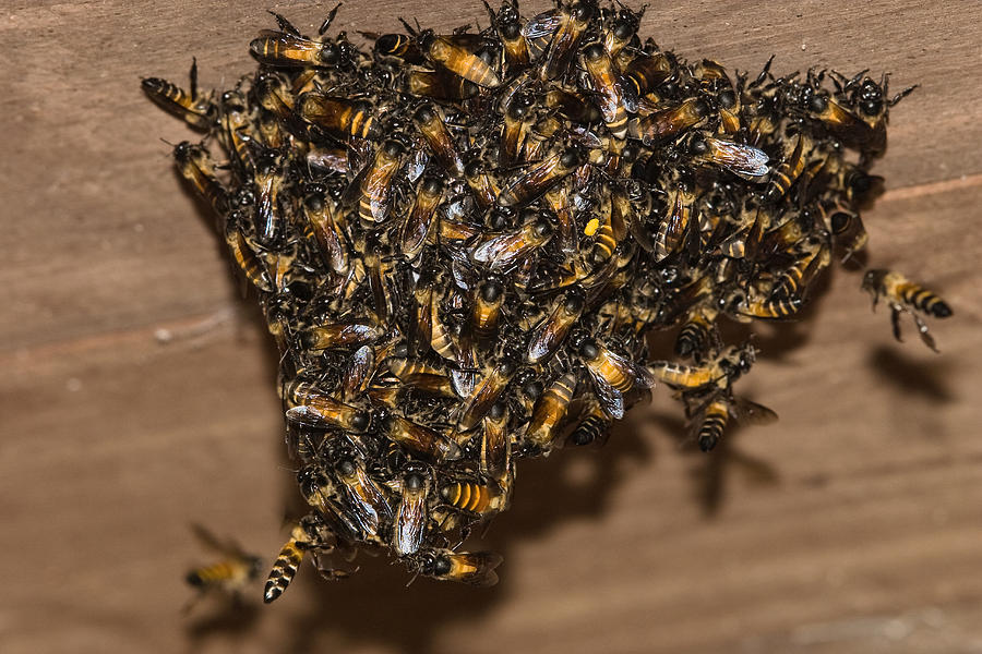 Bee Group Swarming India Photograph by Konrad Wothe