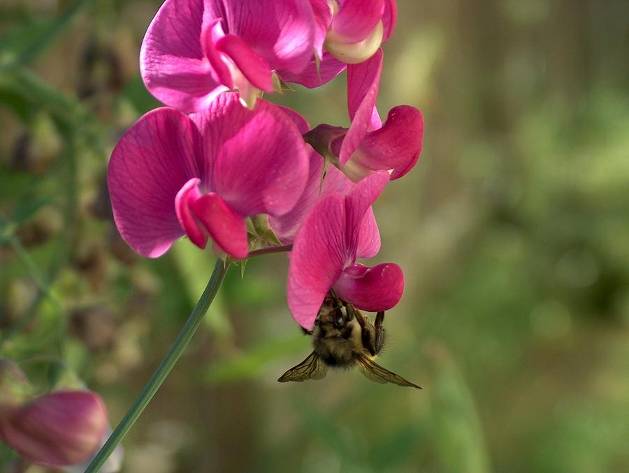 Bee Hanging Around Photograph by Wayne Enslow