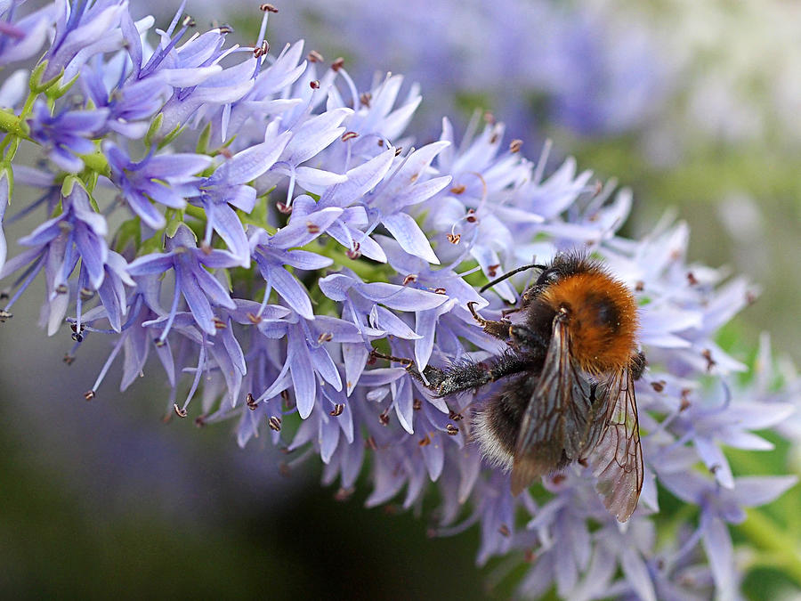 Bee Happy 1 Photograph by Gill Billington