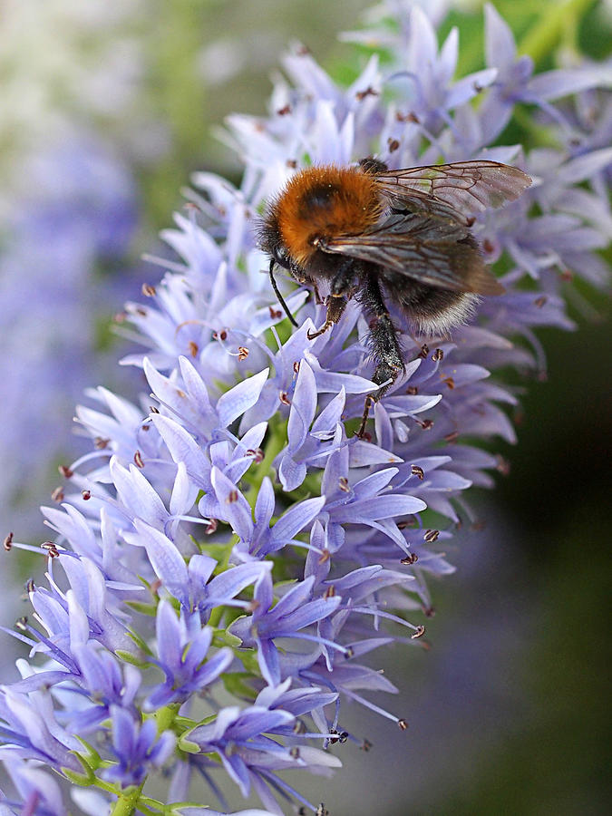 Bee Happy 2 Photograph by Gill Billington
