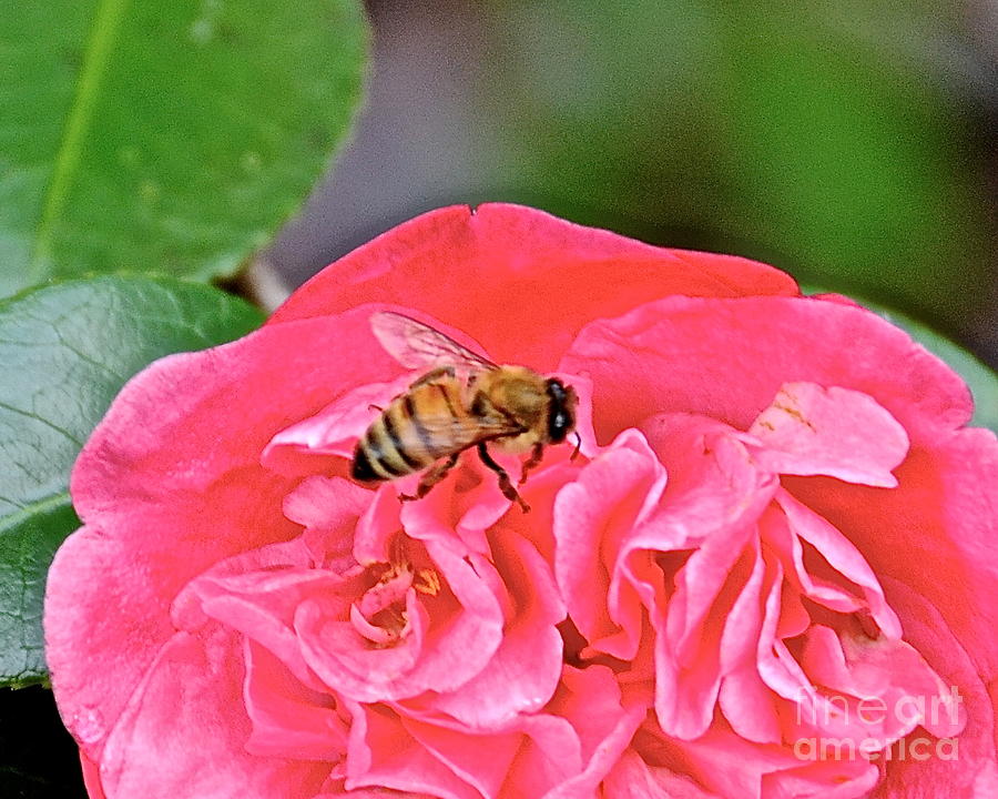 Bee Happy Photograph by Carol  Bradley