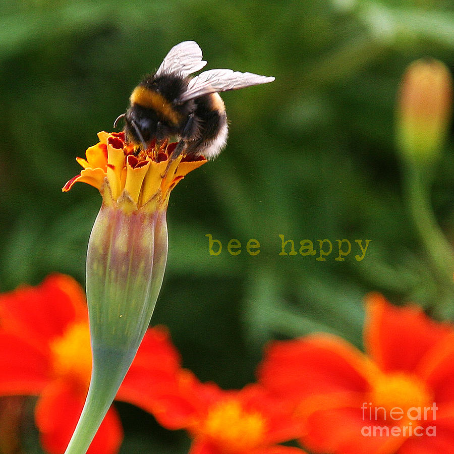 Bee Happy Photograph by Diane Enright