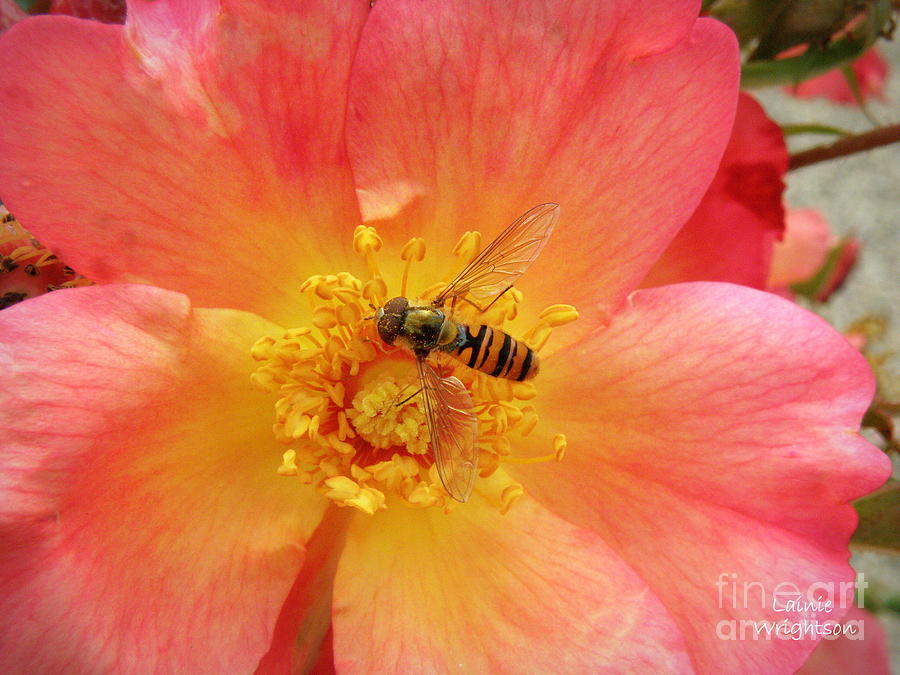 Bee Happy Photograph by Lainie Wrightson
