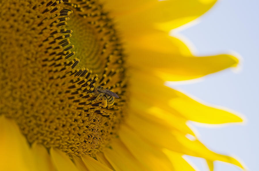 Sunflower Photograph - Bee Happy by Nick Boren