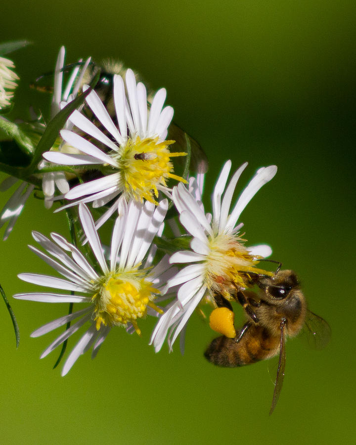 Bee Harvest by Frank Pietlock Bee Harvest by Frank Pietlock