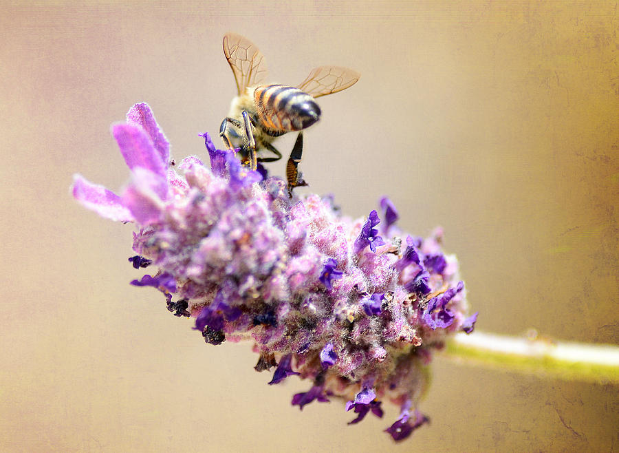 Nature Photograph - Bee Hind 2 by Fraida Gutovich