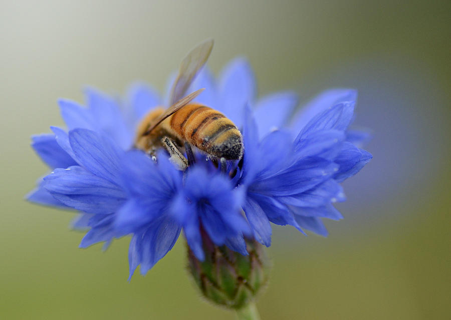 Bee Hind 3 Photograph by Fraida Gutovich