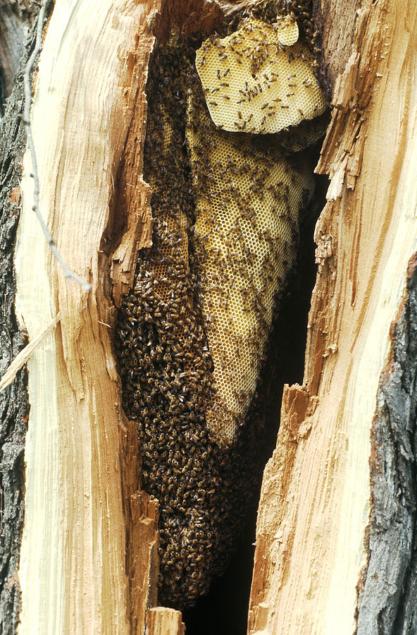 Bee Hive In Hollow Tree Photograph by Harry Rogers