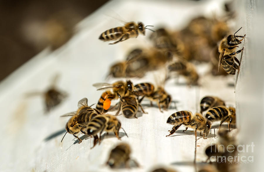 Bee Hive  Photograph by Iris Richardson