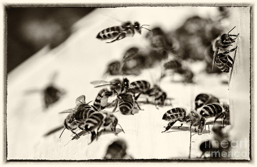 Honeybee Photograph - Bee Hive Sepia Tone by Iris Richardson