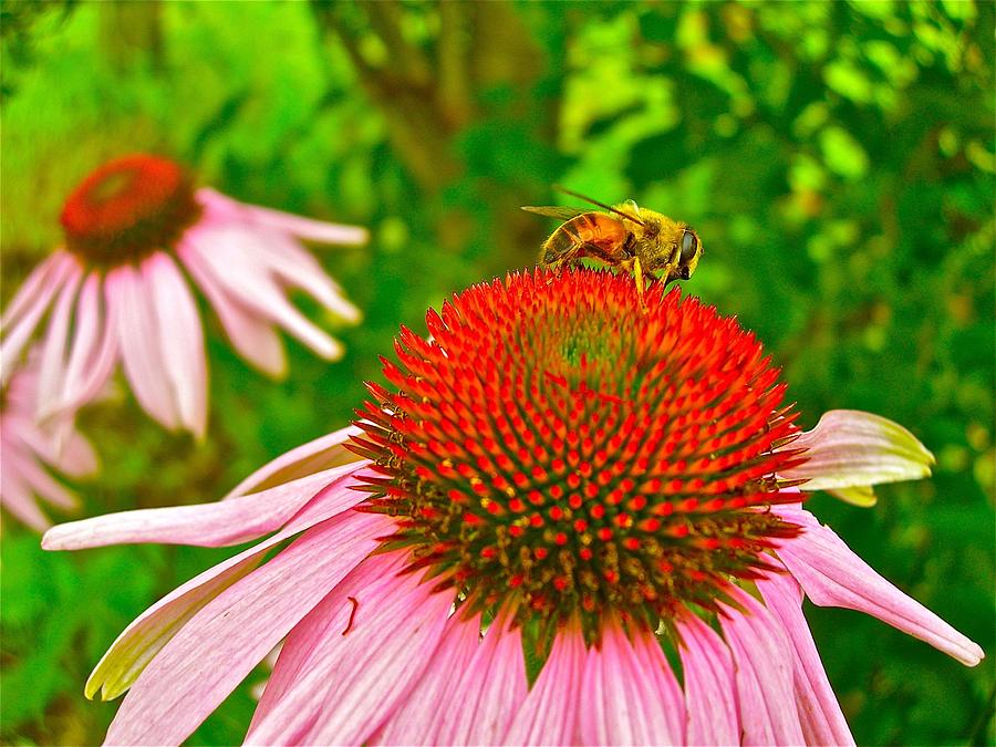Flower Photograph - Bee Hive Yourself by Randy Rosenberger