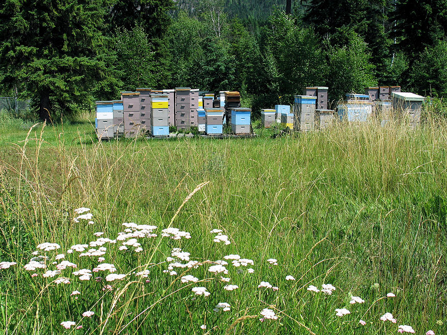 Bee Hives Photograph by Gerry Bates