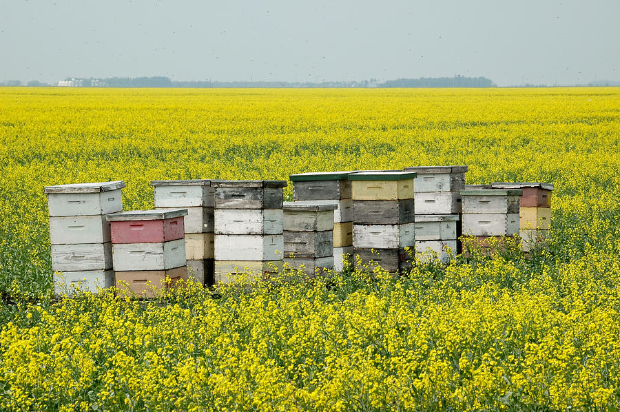 Bee hives in a canola field in southern Manitoba. Photograph by Rob Huntley