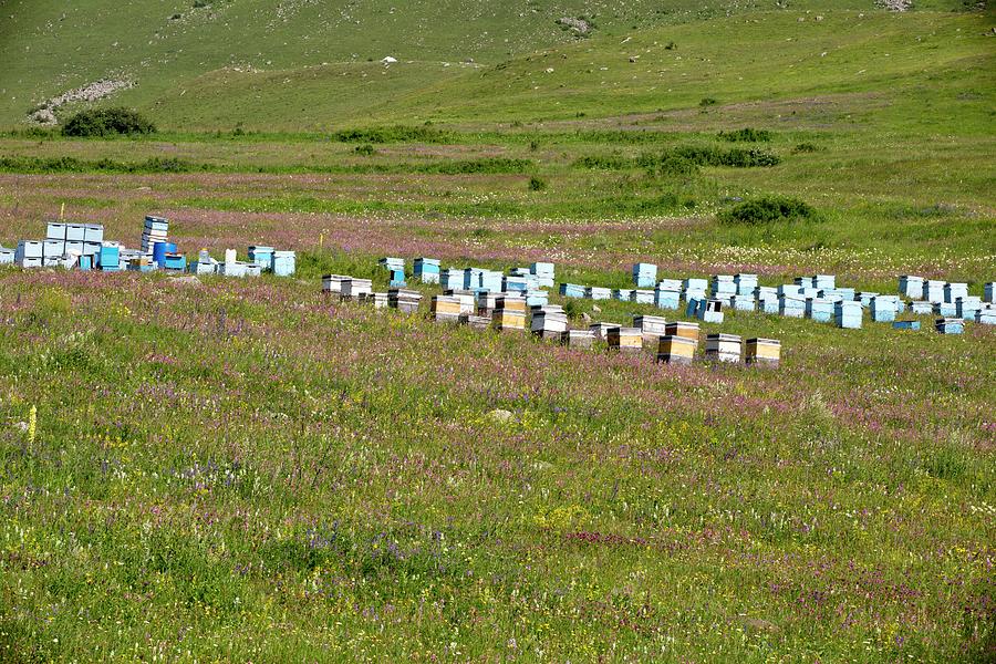 Nature Photograph - Bee Hives In Grassland by Bob Gibbons