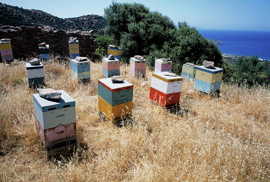 Greek Photograph - Bee Hives by Tony Craddock/science Photo Library