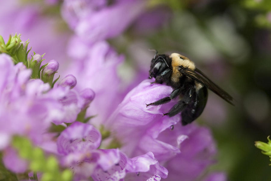 Bee Hug Photograph by Kathy Clark