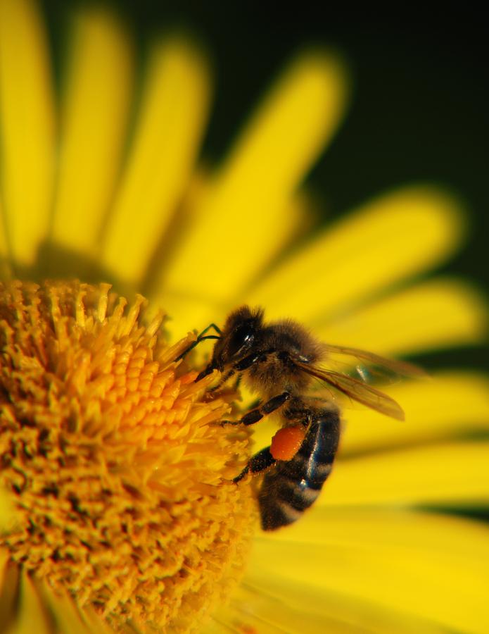 Bee Photograph by Igor Aleynikov - Fine Art America