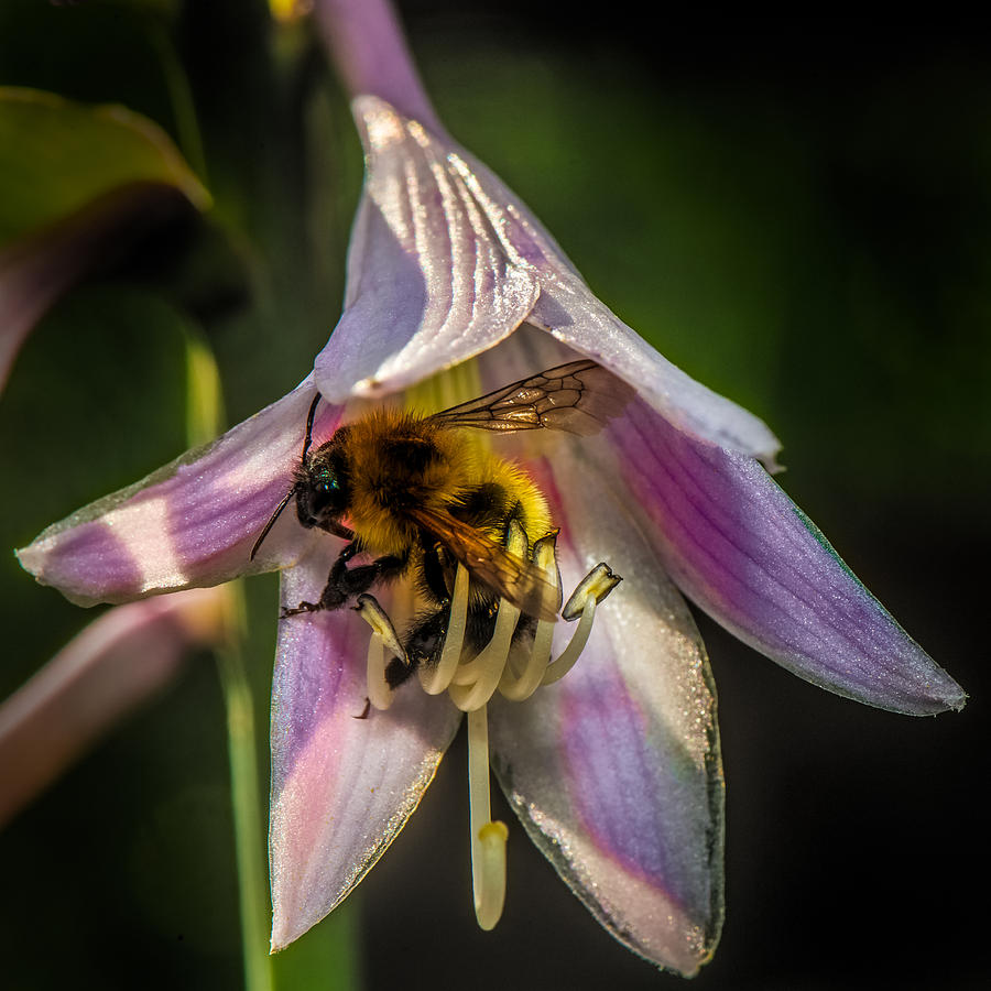 Bee In a Hosta Photograph by Paul Freidlund