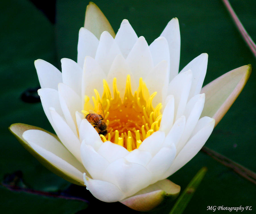 Lily Photograph - Bee in a Lily by Marty Gayler Lily Photograph - Bee in a Lily by Marty Gayler