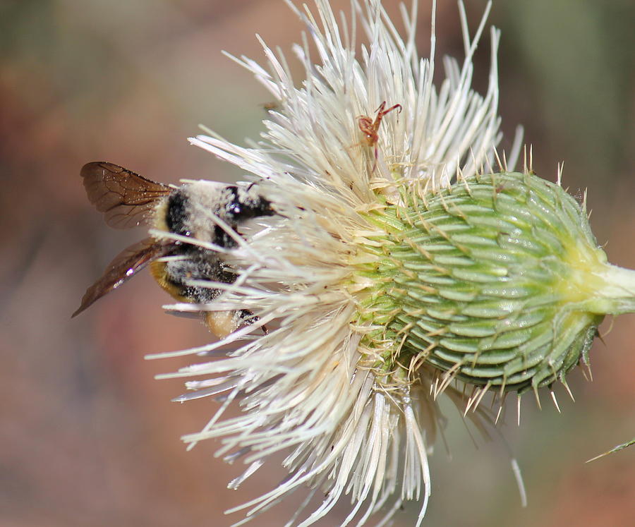 Bee In A Thistle Photograph by Trent Mallett
