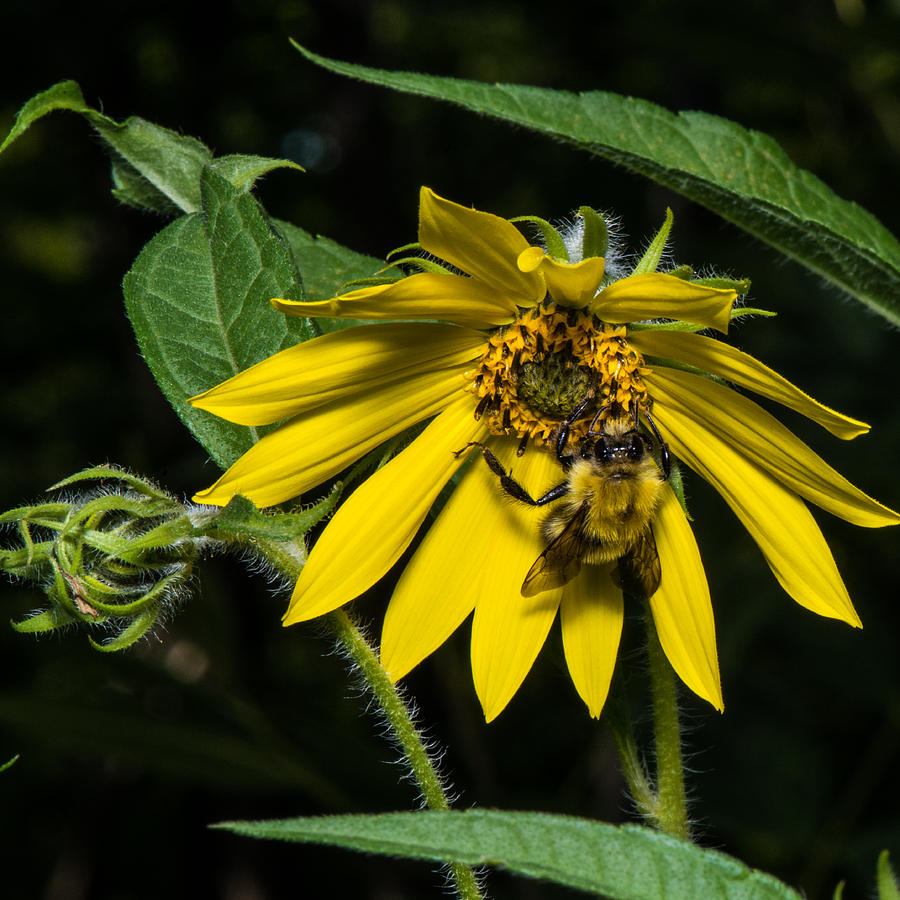Bee In A Wild Flower Photograph by Paul Freidlund