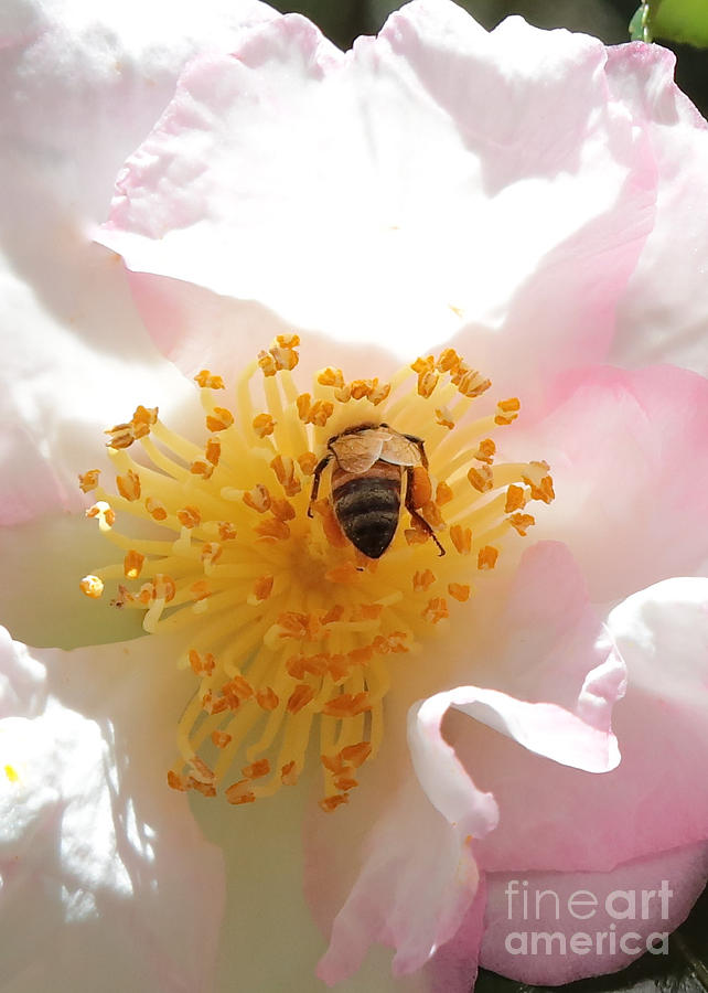 Bee in Camellia Photograph by Carol Groenen