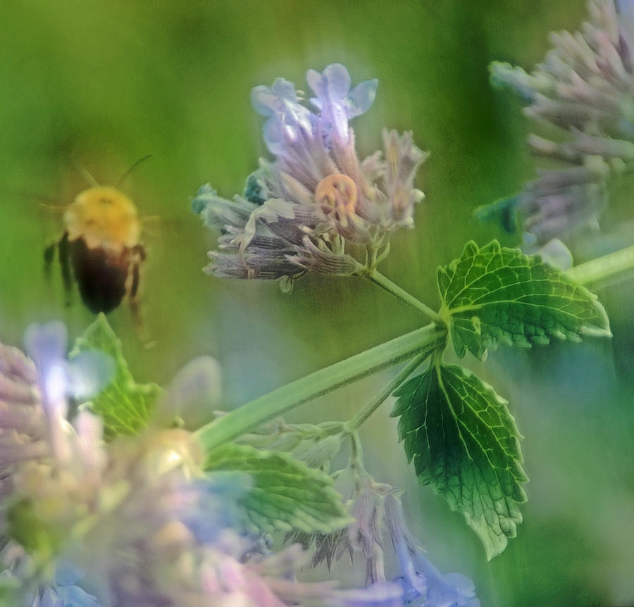 Flower Photograph - Bee in Catmint by Photographic Arts And Design Studio