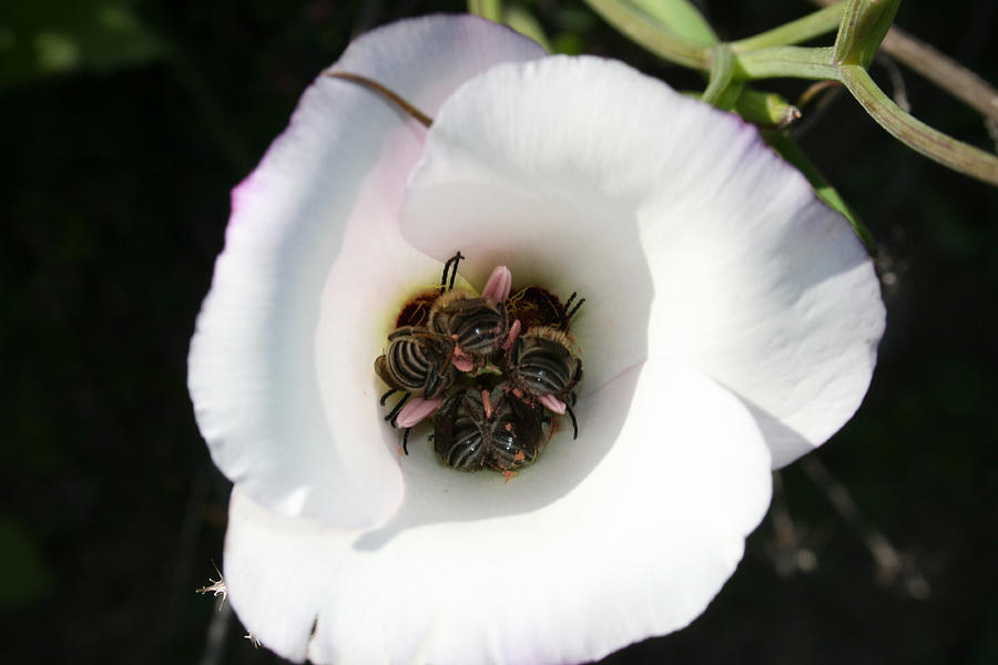 Bee-In Photograph by Ellen Henneke