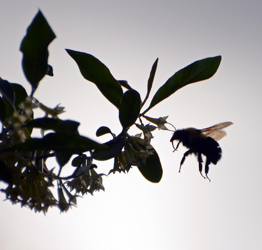 Bee In Flight  Photograph by Kerri Farley