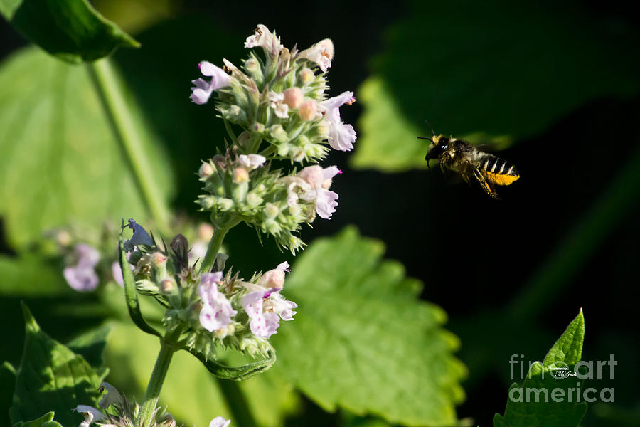 Bee In Flight Photograph by Ms Judi