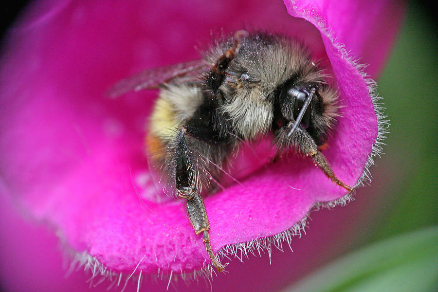 Bee in Foxgloves Photograph by Peggy Collins