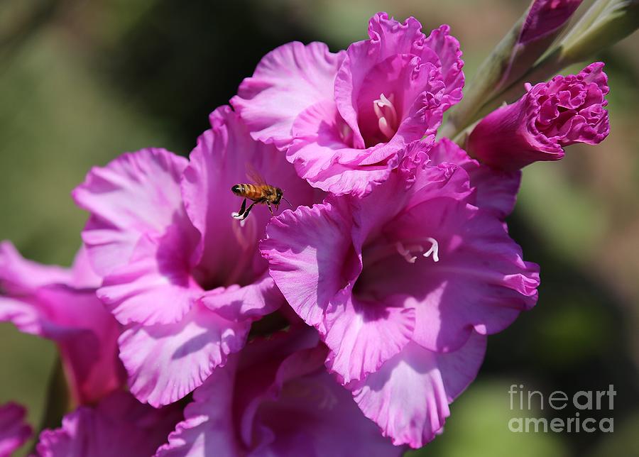Bee in Pink Gladiolus Photograph by Carol Groenen