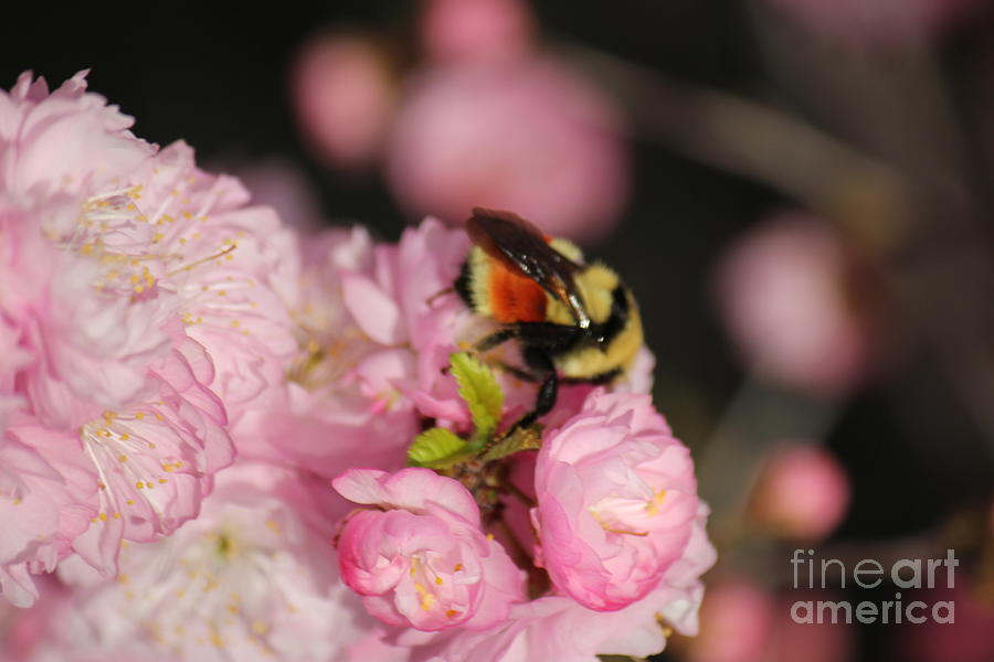 Bee in Plum Bloom Photograph by Donna L Munro