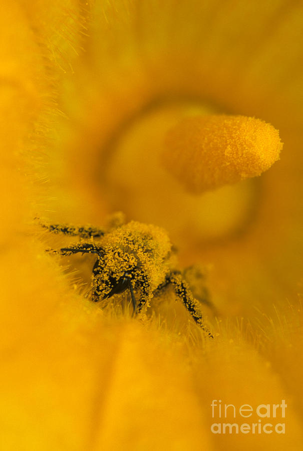Bee in Pollen Photograph by Chris Scroggins