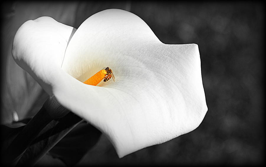 Bee in the Calla Flower Photograph by AJ  Schibig