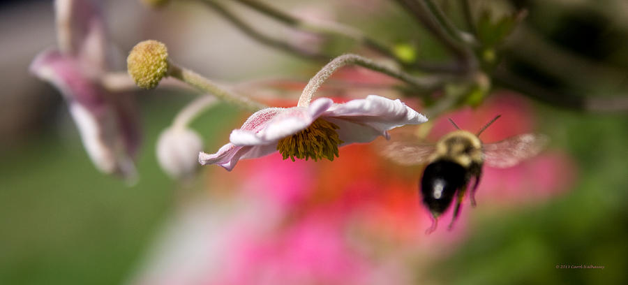 Flower Photograph - Bee in the Garden by Carol Hathaway