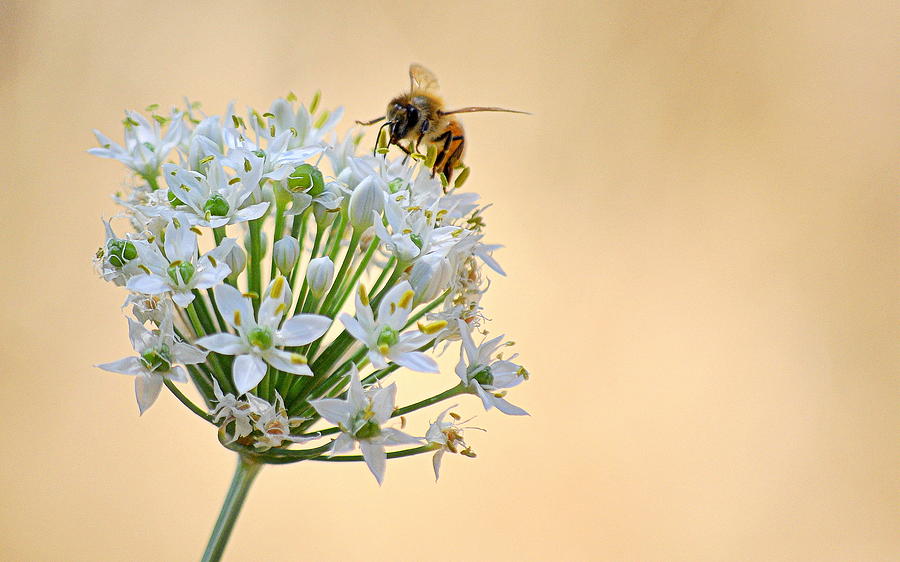 Bee in the Garlic Chives Photograph by AJ  Schibig