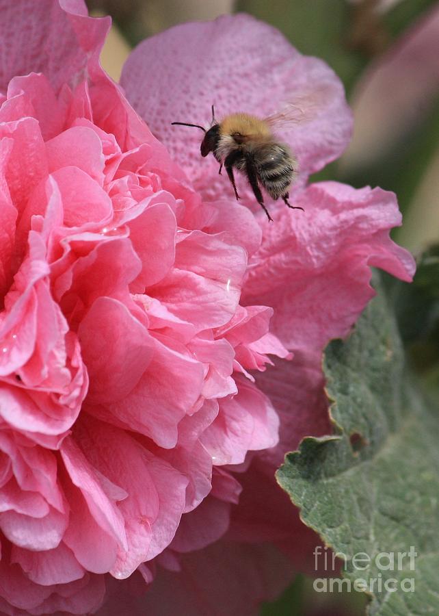 Bee in the Hollyhocks Photograph by Carol Groenen
